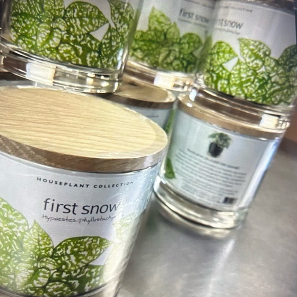 First Snow Houseplant from Potting Shed - Picture 5 of 5